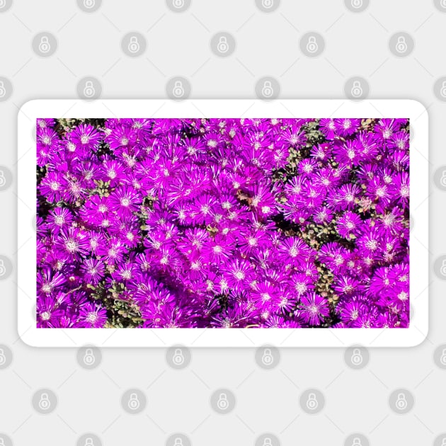 Pink Flower Bed Photography My Sticker by ShubShank